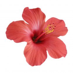 red hibiscus flower isolated on white background KQV4B28 scaled
